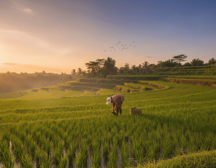 Selogriyo Rice Terrace Trekking and Borobudur Temple Tour