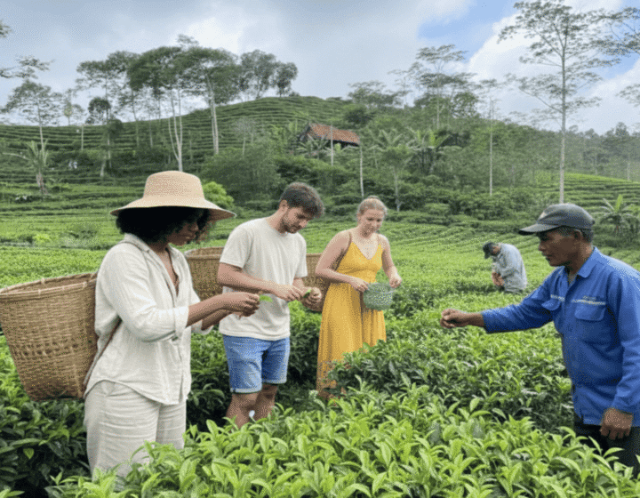 Yogyakarta Nglinggo Tea Plantation Class